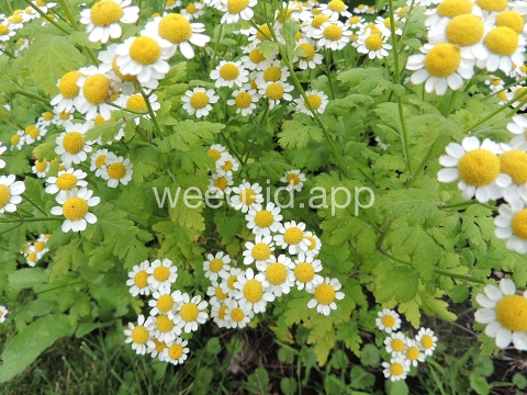 feverfew